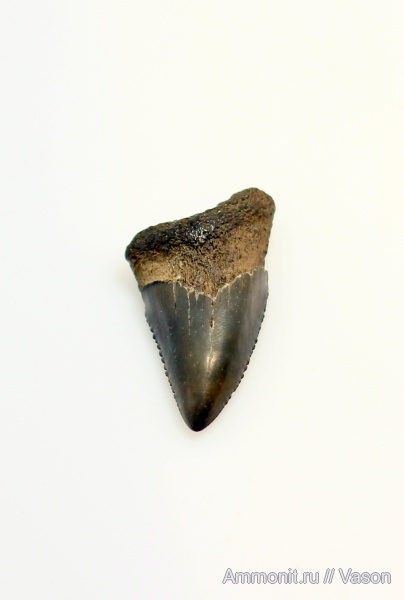 акулы, зубы акул, shark teeth, sharks