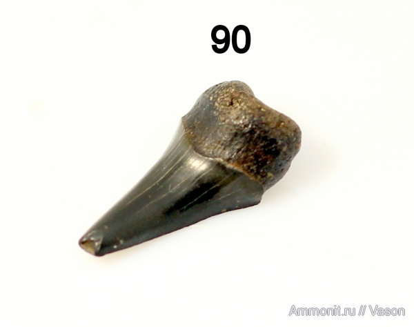 акулы, зубы акул, shark teeth, sharks