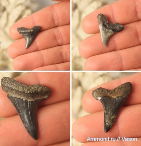 акулы, зубы акул, shark teeth, sharks