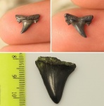 Brachycarcharias и Lamniformes indet