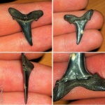 Hypotodus verticalis (Carcharias hopei)