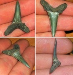 Hypotodus verticalis (?)
