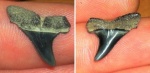Striatolamia macrota боковой