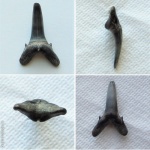 Hypotodus verticalis (Carcharias hopei) (?)