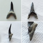 Mennerotodus