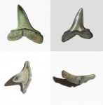 Macrohizodus
