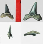 Borealotodus