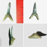Hypotodus verticalis (Carcharias hopei)