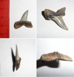 Macrohizodus (?)