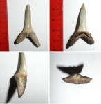 Striatolamia macrota, второй нижний передний