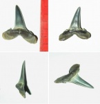 Carcharias cuspidata