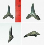Carcharhinus vorax