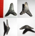Macrorhizodus, второй передний.