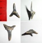 Hypotodus verticalis.