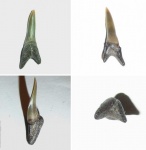 Hypotodus