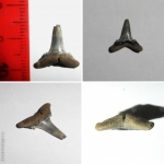 Isurolamna (?)