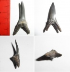 Hypotodus sp.