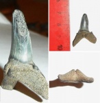 Borealotodus