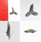 Carcharias cuspidata, молодая особь