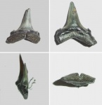 Tobolamna sp.