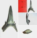 carcharias sp. (?)