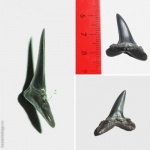 Mennerotodus sp.