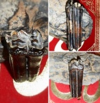 Equus ferus. Плейстоцен