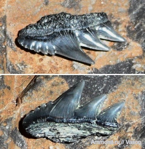 палеоген, кайнозой, зубы акул, Notorhynchus, намывные пески, shark teeth