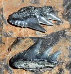 Notorhynchus sp.