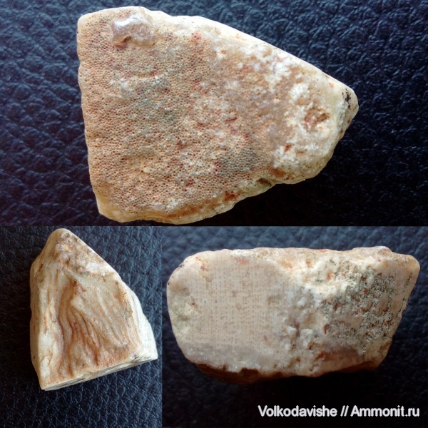 губки, Chaetetes, Украина, беспозвоночные, кремень