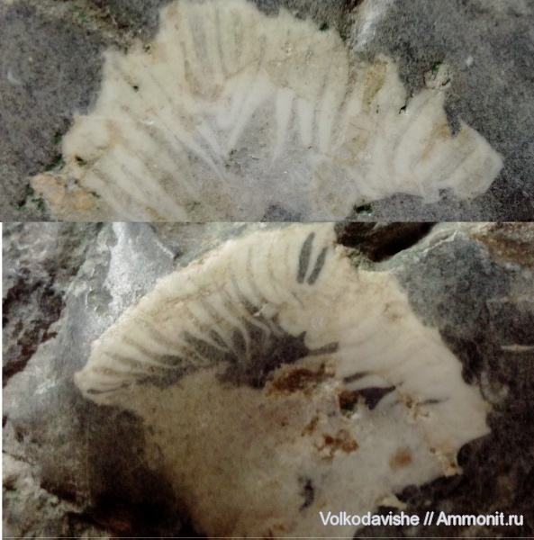 кораллы, Украина, Rugosa