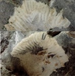 Коралл