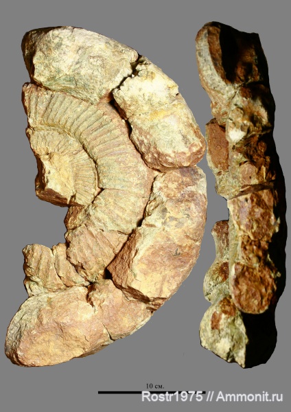 Perisphinctes на определение.