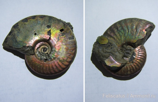 Sublunuloceras, Sublunuloceras discoides