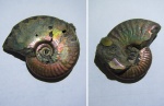 Sublunuloceras discoides