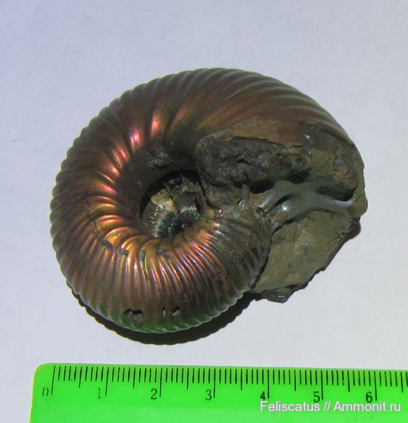 Eboraciceras