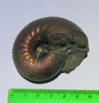 Макроконх Eboraciceras carinatum