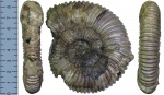 Peltoceras arduennense