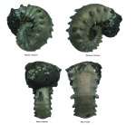 Euaspidoceras subbabeanum