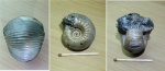 carinatum или rybinskianum?