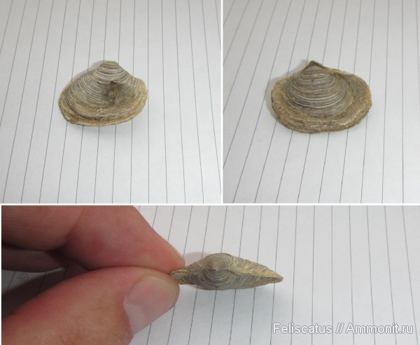 Cleiothyridina