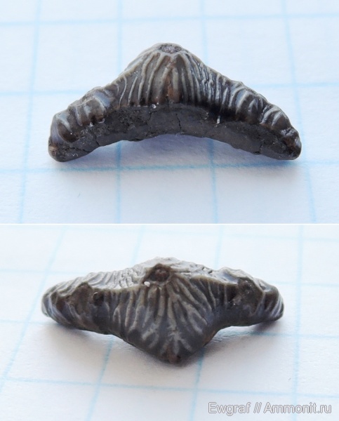 акулы, сеноман, Polyacrodus, Саратовская область