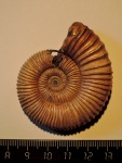 Peltoceras schroederi и сифон