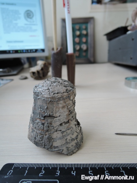 белемниты, келловей, фрагмоконы, Callovian, belemnites