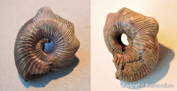 аммониты, юра, келловей, Quenstedtoceras lamberti, прижизненные повреждения, Ammonites, деформация, ammonoid sublethal injuries