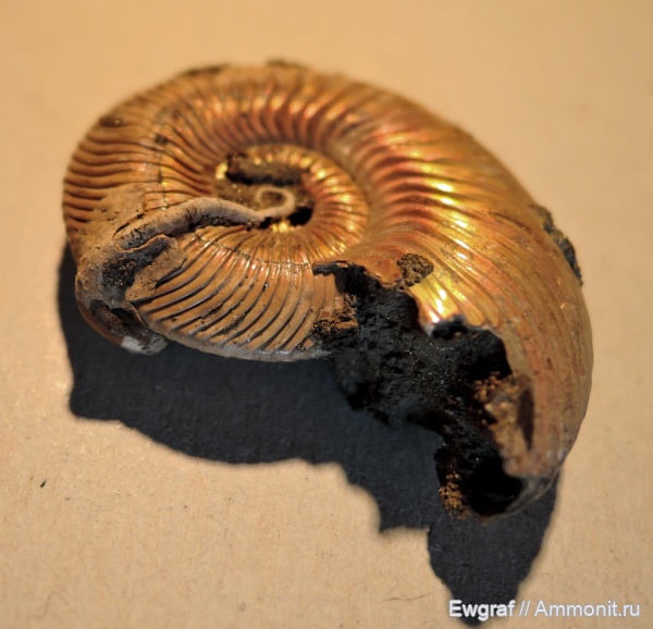 серпулы, Serpula, келловей, Quenstedtoceras, Serpulidae, Callovian, Middle Jurassic
