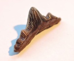 Polyacrodus