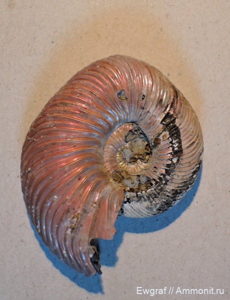 аммониты, юра, келловей, Quenstedtoceras lamberti, прижизненные повреждения, Ammonites, деформация, ammonoid sublethal injuries