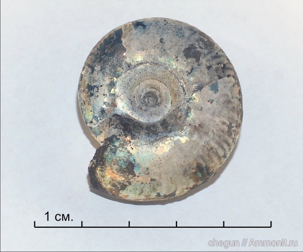 Craspeditidae