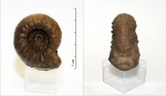 Аммонит Kepplerites
